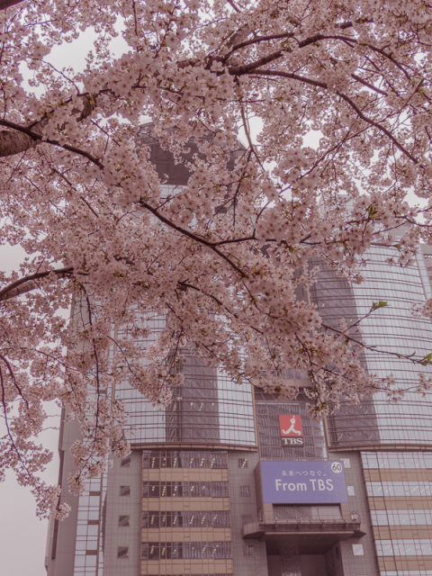 赤坂サカスの桜